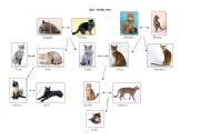 English worksheet: Cats family tree