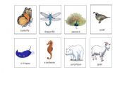 English Worksheet: animal