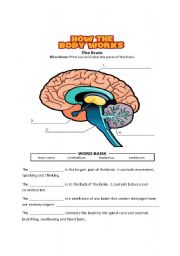 English Worksheet: Parts of the Brain