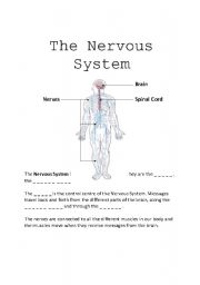 English worksheet: The Nervous System