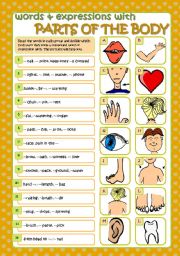 English Worksheet: WORDS & EXPRESSIONS WITH PARTS OF THE BODY