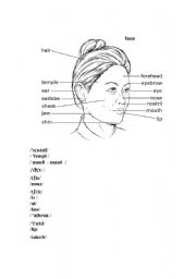 English worksheet: face parts