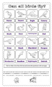 English Worksheet: Can all birds fly?