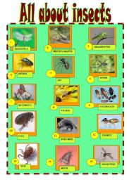 English Worksheet: ALL ABOUT INSECTS