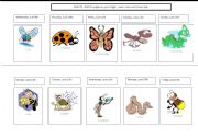 English worksheet: Insect calendar