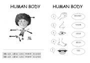 English Worksheet: Human Body