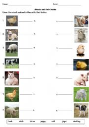 English Worksheet: Animals and their babies