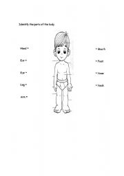 English worksheet: Parts of the Body