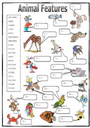 English Worksheet: Animal Features (2/2): Matching Activity