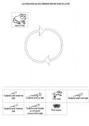 English Worksheet: Life cycle of a frog