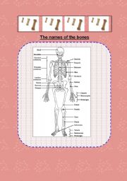English Worksheet: bones searching