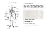 English Worksheet: Human skeleton