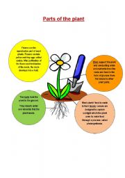 English Worksheet: Parts of the plant