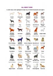 all about dogs