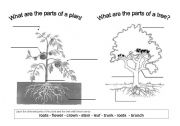 English Worksheet: The parts of a plant and a tree