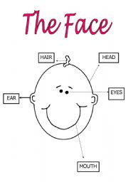 English Worksheet: THE FACE