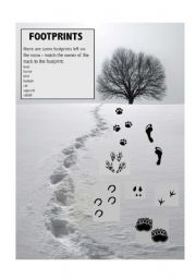 animal footprints