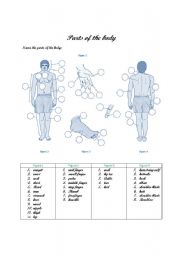 English Worksheet: Parts of the Body