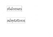 English Worksheet: Biodiversity Word Wall