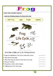 English Worksheet: frog 2