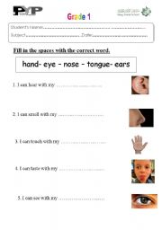 English worksheet: five senses