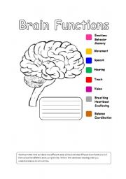 English Worksheet: Human Brain Functions