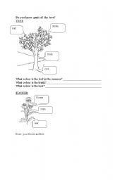 English worksheet: SCIENCE - Parts of the tree and flower