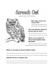 English worksheet: All about Screech Owls