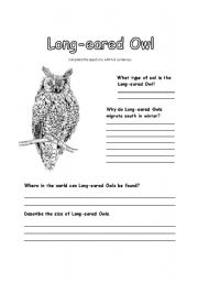 English worksheet: All About Long-eared Owls