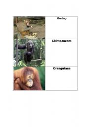 English worksheet: animal