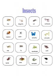 English Worksheet: Insects-pictionary
