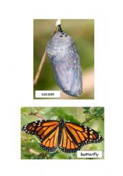 Flashcards - Life Cycle of a Butterfly