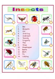 English Worksheet: Insects