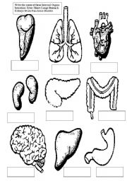 English Worksheet: Write the name of these internal organs