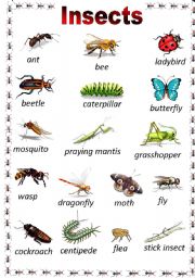 Insects Poster