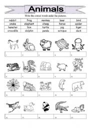 English Worksheet: Animals