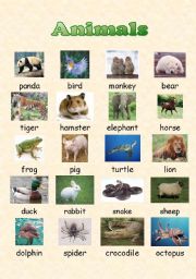 English Worksheet: Animals Poster