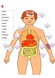 Match the internal organs  