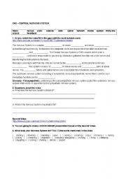 English Worksheet: Central Nervous System