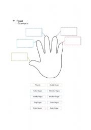 English Worksheet: the name of finger