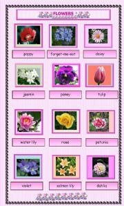 English Worksheet: Flowers