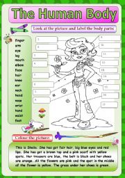 English Worksheet: Human Body