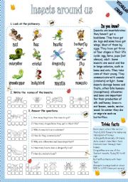 English Worksheet: INSECTS AROUND US