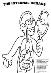 Identify the internal organs