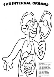 English Worksheet: Identify the internal organs