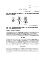 English worksheet: A Bees Life