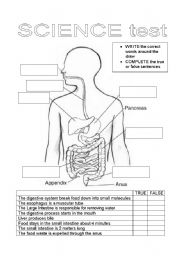 English Worksheet: test about digestive system