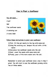 English Worksheet: how to plant a sunflower