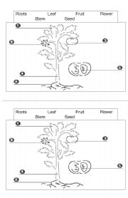 English Worksheet: Plant Parts