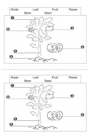 Plant Parts